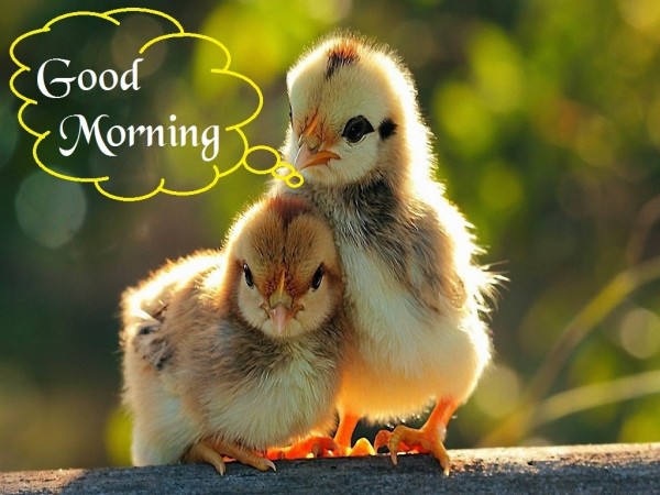 Good Morning With Birds-wg034263
