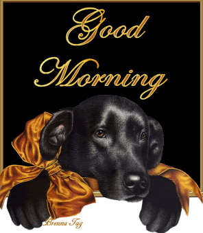 Good Morning With Black Dog !-wg0180742