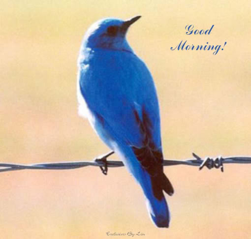 Good Morning With Blue Bird-wg0180743