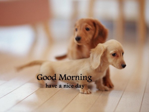 Good Morning Wishes With Dogs Pictures, Images