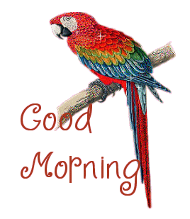 Good Morning With Parrot-wg0180779