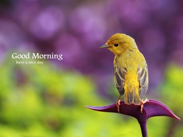 Good Morning - Yellow Bird !-wg16236