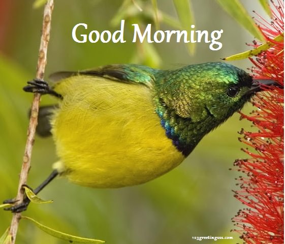 Good Morning - Yellow Bird-wg16237