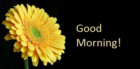 Good Morning - Yellow Flower-wg140273