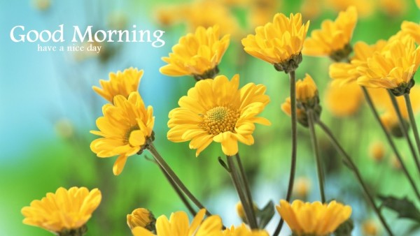 Good Morning - Yellow Flowers-wg16238