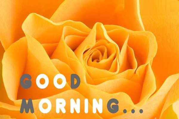 Good Morning- Yellow-wg11367