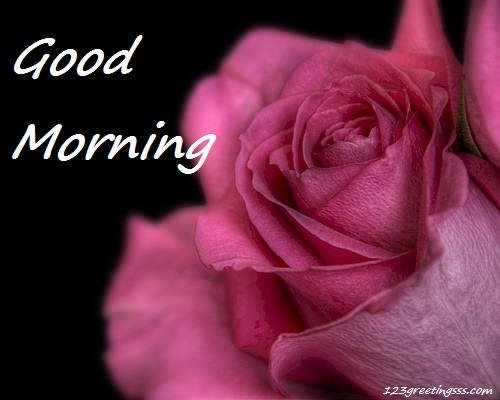 Good Morning - Rose-wg16222