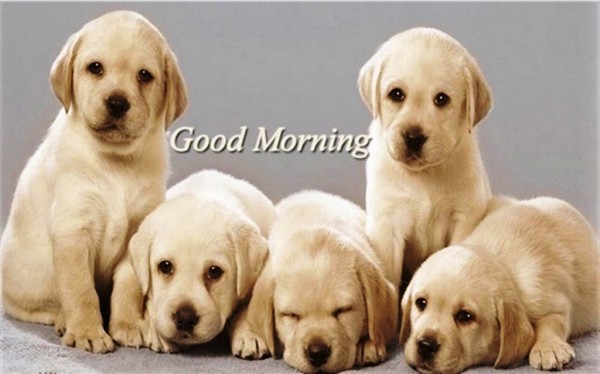 Good Morning With Dogs Image-wg023187