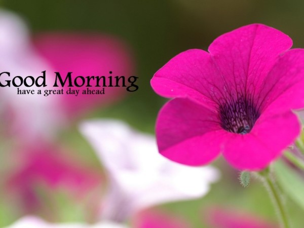 Great Day Ahead -  Good Morning-wg16300