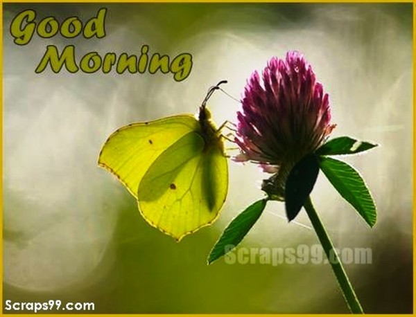 Green Butterfly -  Good Morning-wg023194