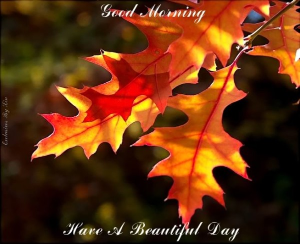 Have A Beautiful Day With Leaves-wg0180808