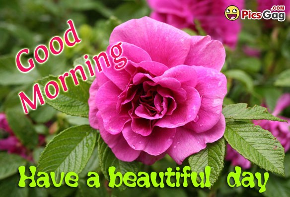 Have A Beautiful Morning !-wg140354