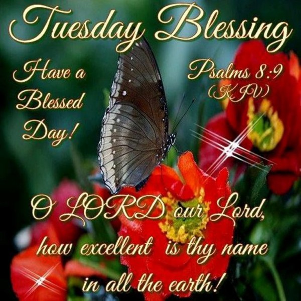 Have A Blessed Day-wg034298