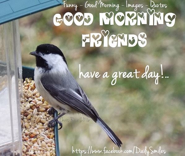 Have A Great Day Friends-wg16361