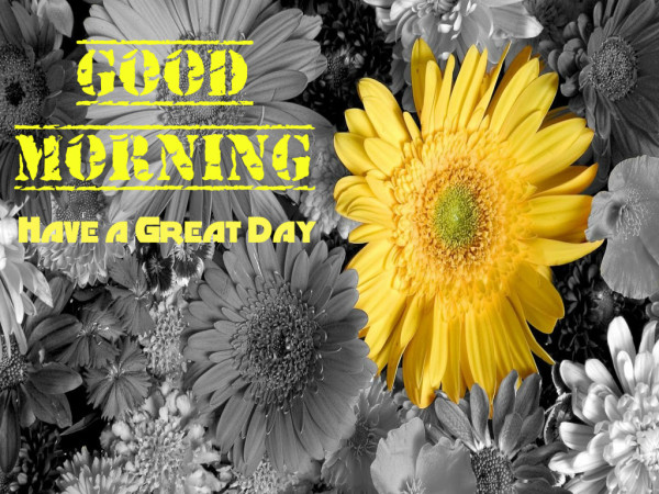 Have A Great Day - Good Morning !-wg16354