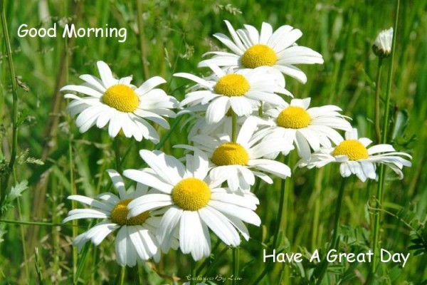 Have A Great Day - White Flowers-wg0180822