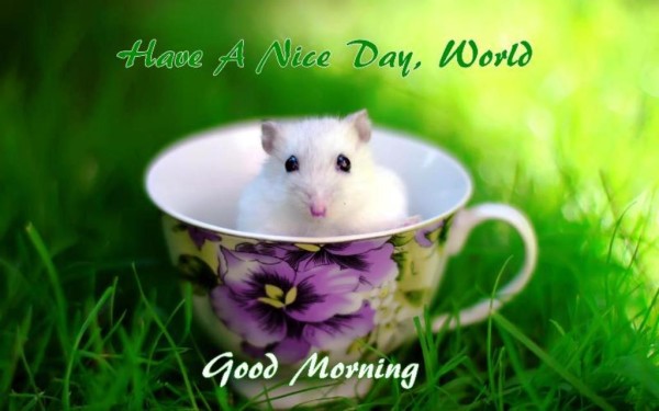 Have A Nice Day World - Good Morning-wg023218