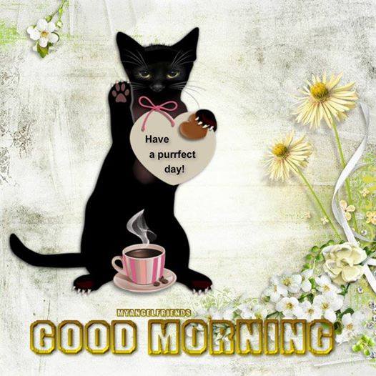 Have A Purfect Day - Morning-wg16375