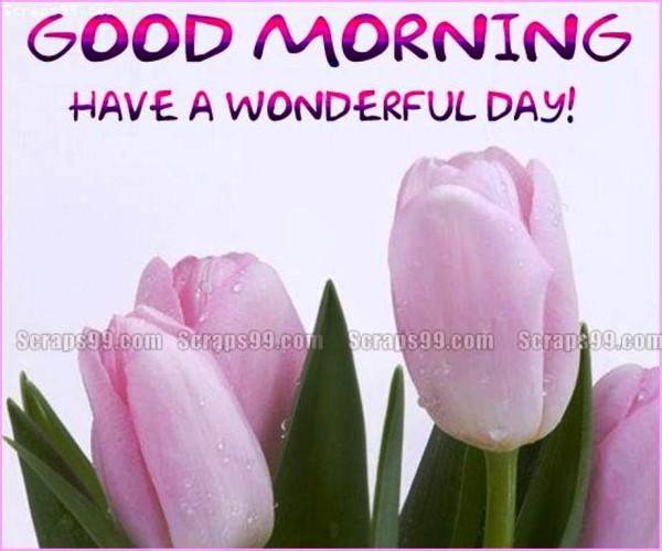 Have A Wonderful Day  -  Good Morning-wg023226