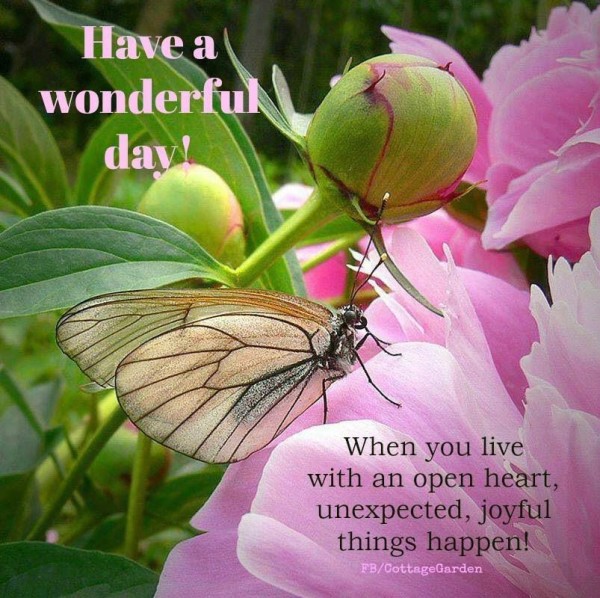 Have A Wonderful Day-wg11459