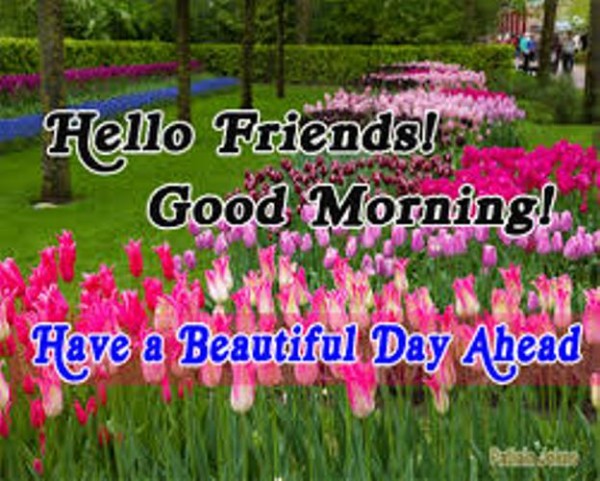 Hello Friends - Good Morning-wg034141