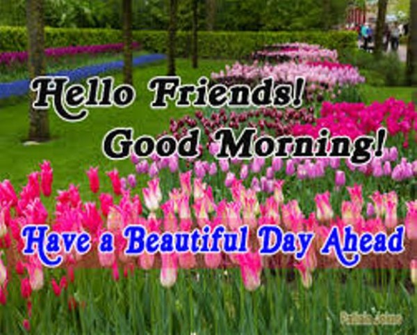 Hello Friends - Good Morning-wg034141