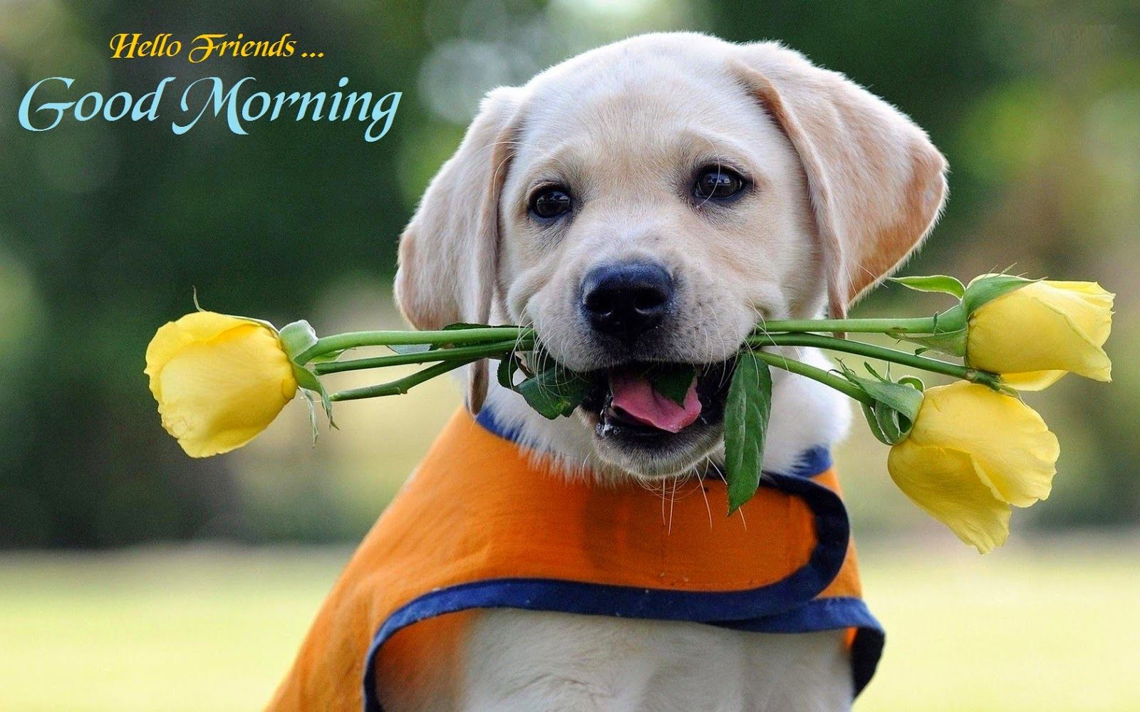 Morning greetings with Good morning cute dog Images and quotes