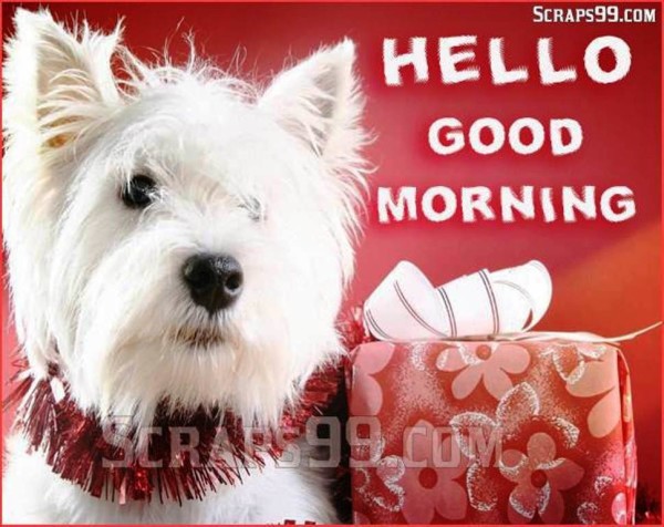 Hello -  Good Morning-wg023232