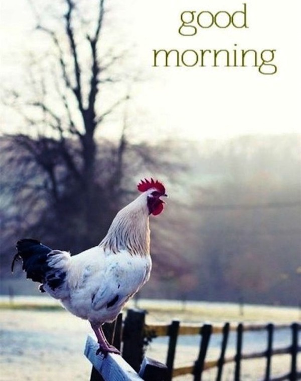 Hen - Good Morning-wg023234