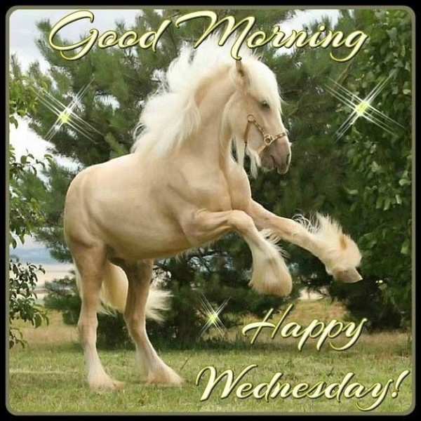 Horse - Good Morning