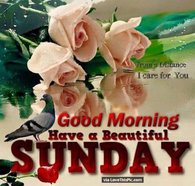 Good Morning Wishes On Sunday Pictures Images Page 4