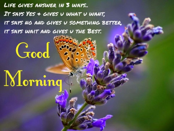 LIfe Gives Answer In Three Ways -   Good Morning-wg034370