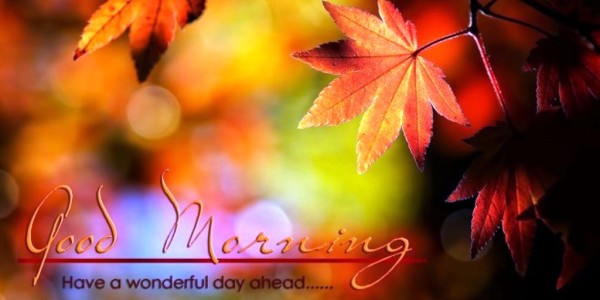 Leaves -  Good Morning-wg023275