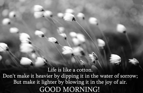 Life Is Like A Cotton