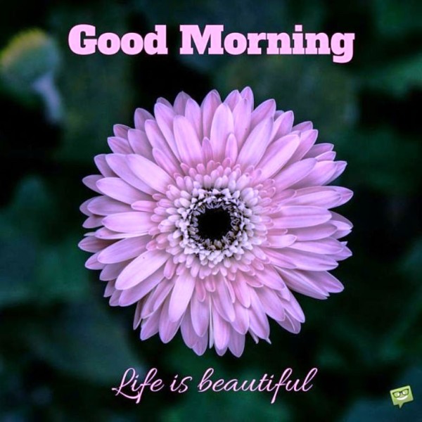 Life is Beautiful- Good  Morning-wg023278