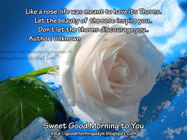 Like A Rose - Good Morning-wg140549