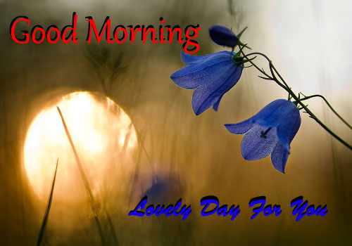 Lovely Day For You - Good Morning-wg140571
