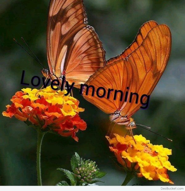 Lovely Morning – Wallpaper