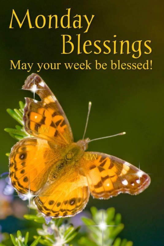 Make Your Week Blessed-wg11512