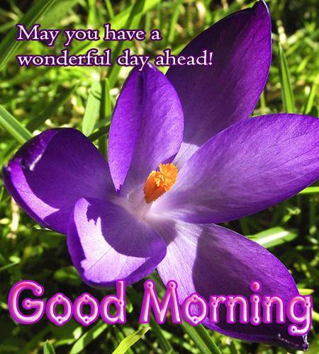 May You Have A Wonderful Day Ahead-wg16499