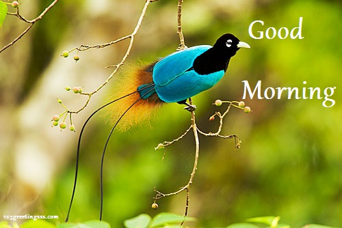 Morning - Blue Bird-wg16520