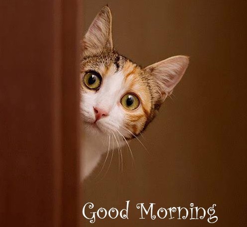 Good Morning Wishes With Cat Pictures, Images