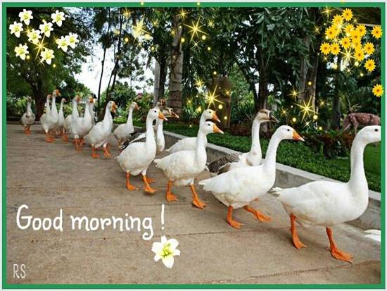 Morning Ducks-wg140620