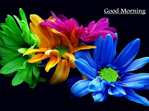 Morning Flowers Image-wg16563