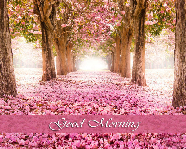 Morning Flowers !-wg16562