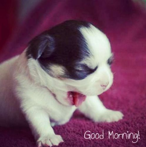 Morning - Puppy-wg16545