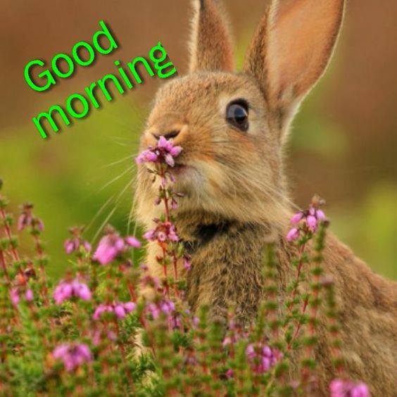 Morning - Rabbit-wg16547