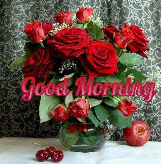 Morning Red Roses-wg16589