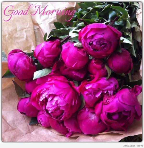 Morning Roses !