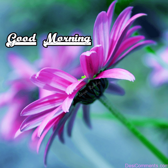 Morning With Flower Image-wg16610